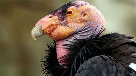 Photo | Le condor de Californie, deuxième plus grand rapace