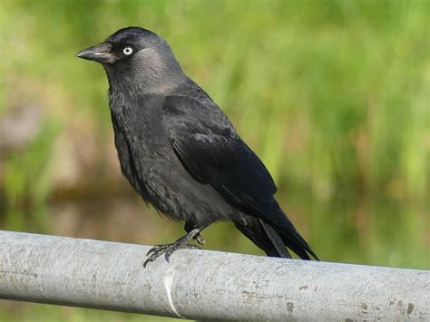 Western jackdaw Netherlands #birds | Галка