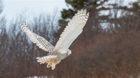 12 cool things to know about snowy owls | CBC News