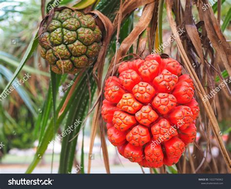 Red Fruit Pandanus Tree Which Resemble Stock Photo 1022756962 ...