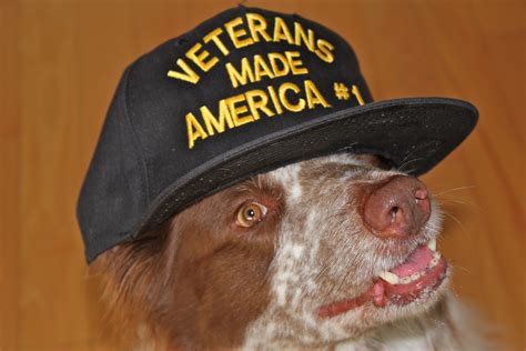 DOG PARTY!: Happy Veterans Day