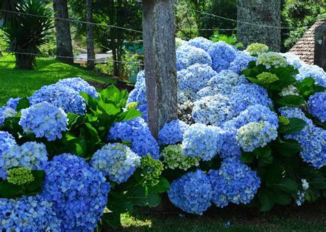 Blue hydrangea varieties 🌸 💙 Discover the hues and blooms for your garden