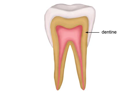 The structure of the tooth and features enamel pulp dentine