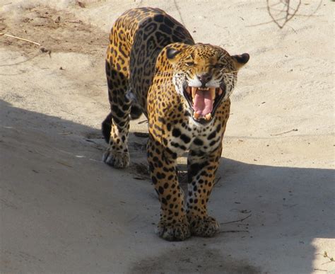 Angry Jaguar Free Stock Photo - Public Domain Pictures