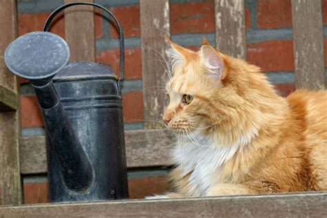 Biodegradable Cat Litter - Buy 100% Recycled Paper Litter Brand Australia