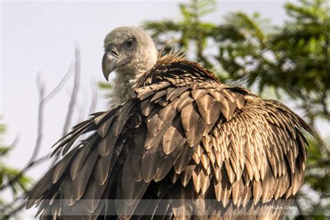 Himalayan Griffon Vulture - Singapore Geographic