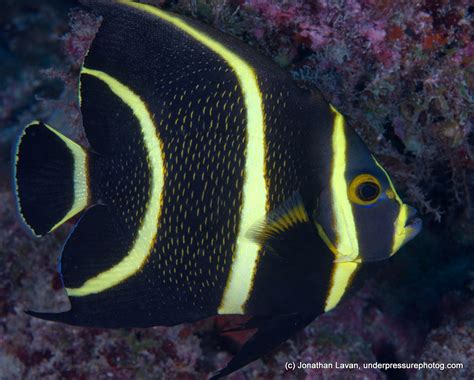 under pressure world: French Angelfish (juvenile)- Lighthouse Reef, FL