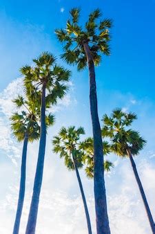 Free Photo | Beautiful palm tree on blue sky