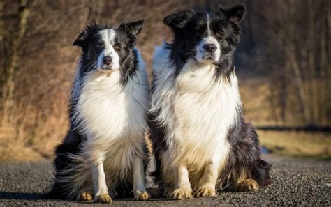 Border Collie Size Chart | Growth & Weight Chart