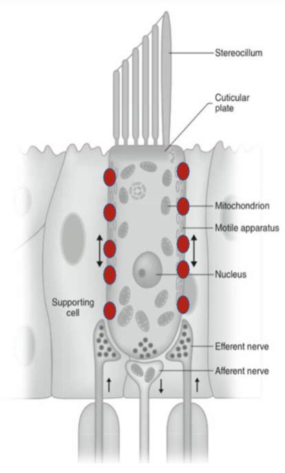 outer hair cells Diagram | Quizlet