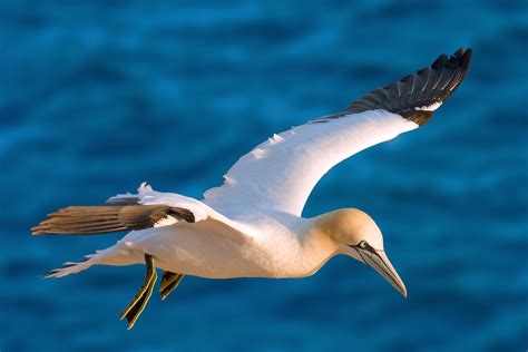 La pleine mer – Nature ordinaire, extraordinaire