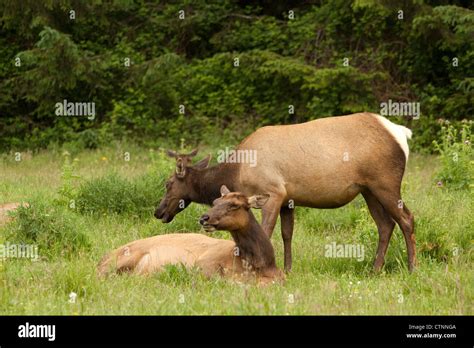 Roosevelt elk resting in a meadow in northern California, USA LATIN ...