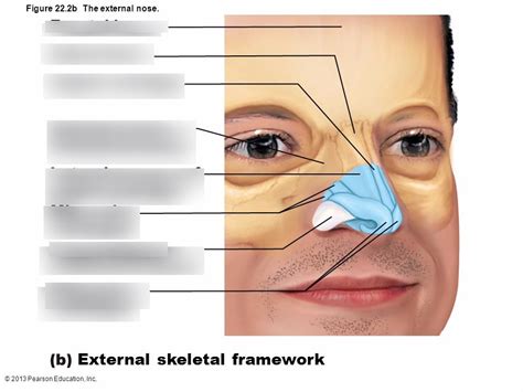 Nose Diagram