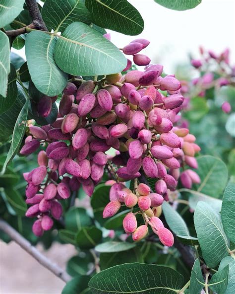 Fresh pistachios - a rare treat indeed - CERES Fair Food