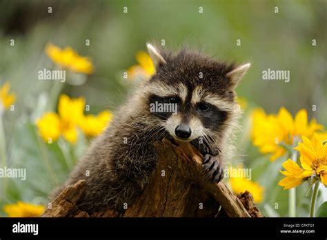 Raccoon (Procyon lotor) baby- captive specimen, Bozeman, Montana, USA Stock Photo - Alamy