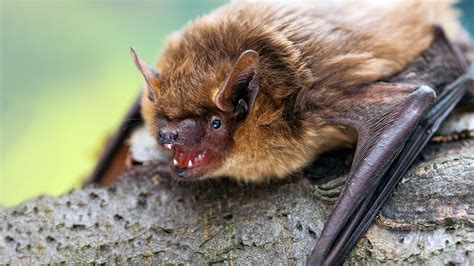 Serotine Bat (Eptesicus serotinus) - Woodland Trust