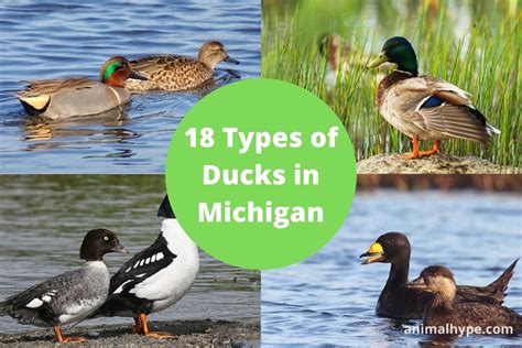 18 Types of Ducks in Michigan (With Pictures) - Animal Hype