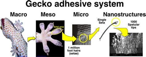 Image result for Gecko feet close up Gecko, Physics Research, Material ...