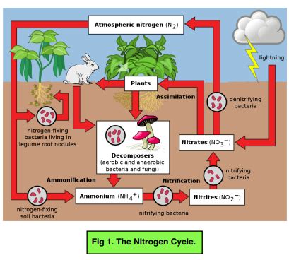 Top 156+ Why is nitrogen important to plants and animals ...