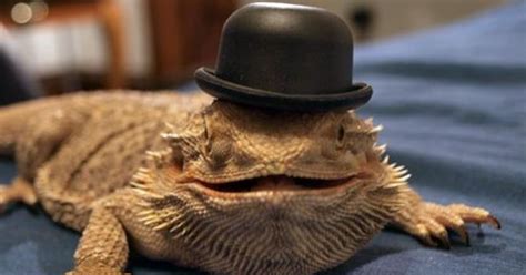 These Bearded Dragons Wearing Hats May Just Make Your Day (PICTURES ...