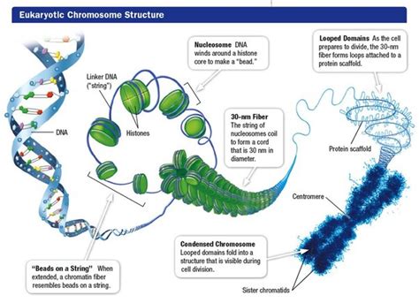 Primary Structure Of Dna