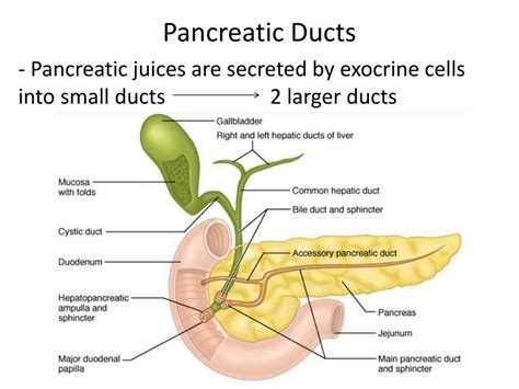 PPT - Digestive System - Pancreas PowerPoint Presentation, free ...