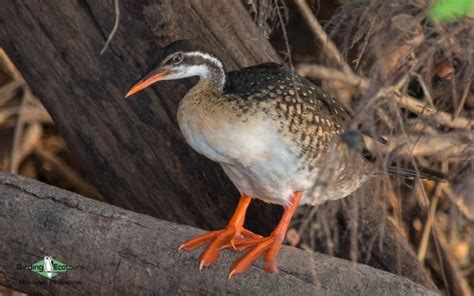 Know your Birds – African Finfoot | Birding Ecotours