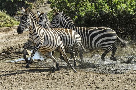 Zebras Facts | Cool Kid Facts