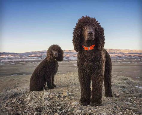 Irish Water Spaniel - Dog Breed History and Standards