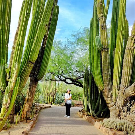 Huge Cactus Photos wonderland - When In Your State