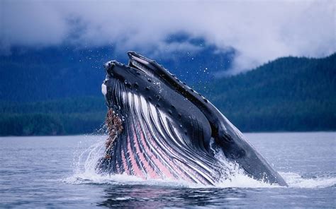 [HAFF] The blue whale can produce the loudest sound of any animal. At 188 decibels, the noise ...