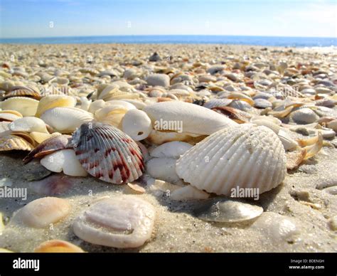 Seashells sea shells on a beach on Sanibel or Captiva Island in Florida in the USA Stock Photo ...