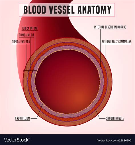 Blood vessel anatomy Royalty Free Vector Image