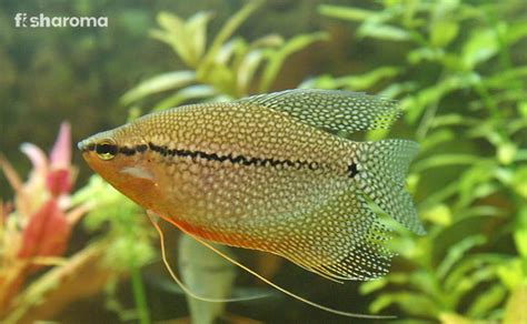 Pearl Gourami Behaviour, Breeding, Diet, & Care Guide