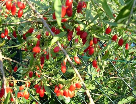 Try This Tea: 7 Things You Should Know About Chinese Wolfberries