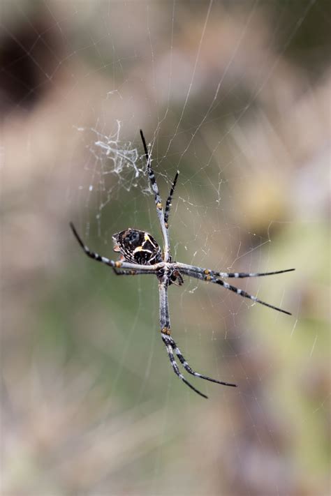 Creepy crawly spiders - Bolsa Chica Land