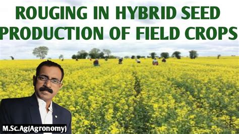 ROUGING IN HYBRID SEED PRODUCTION OF FIELD CROPS - YouTube