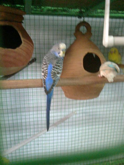 Budgerigar Care: diy budgerigar breeding cage setup