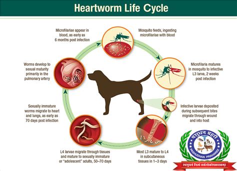 Do Dogs Survive Heartworm Treatment