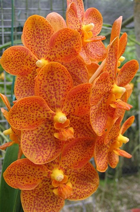 Orange Vanda Orchid Orquideas on pinterest x3cbx3eorchidsx3c/bx3e… | Beautiful orchids, Vanda ...