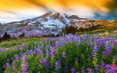 HD wallpaper: Sunrise Spring Landscape Of Snow Mountain Meadow Flowers Mount Rainier National ...