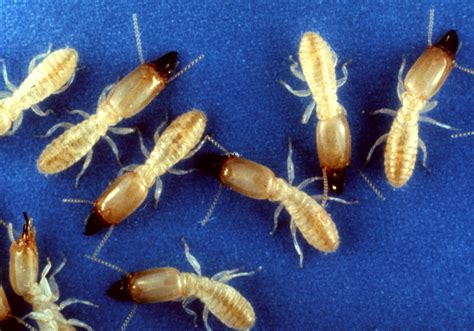 5 Types of Termites and How to Identify Them | Breda Pest Management