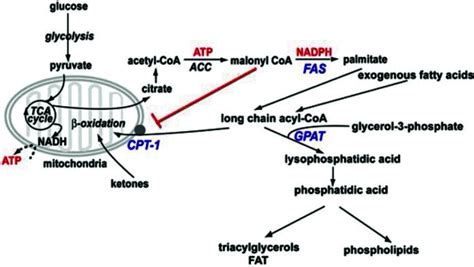 The role of fatty acid synthase (FAS), glycerol-3-phosphate... | Download Scientific Diagram