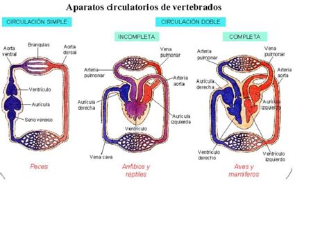 Pin de Marta Suárez en Vertebrados | Ciclo cardíaco, Vertebrados ...