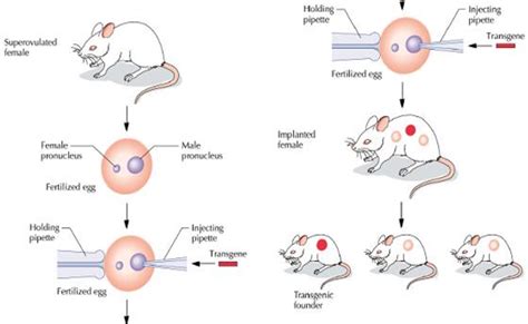 Transgenic Animals Mice