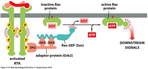 Signaling pathways Flashcards | Quizlet