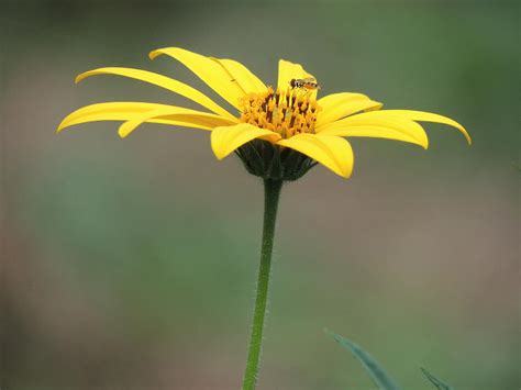 Sunchoke Flower and Hoverfly Photograph by Jamie K Reaser