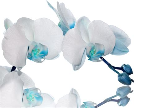 Light blue orchid flower Photograph by Stela Knezevic | Fine Art America