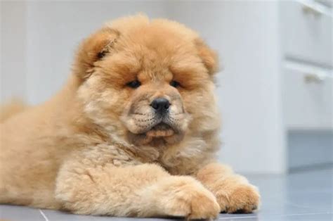 Chow Chow Dog: Temperament, Characteristics, and Personality | Perfect Dog Breeds