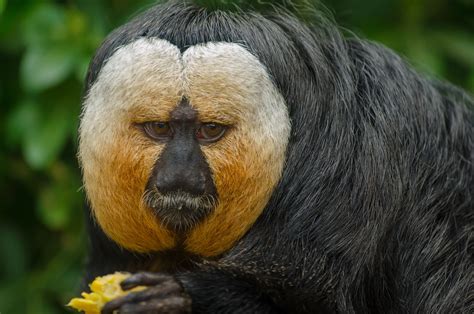 White-faced Saki Monkey - Flamingo Land Resort